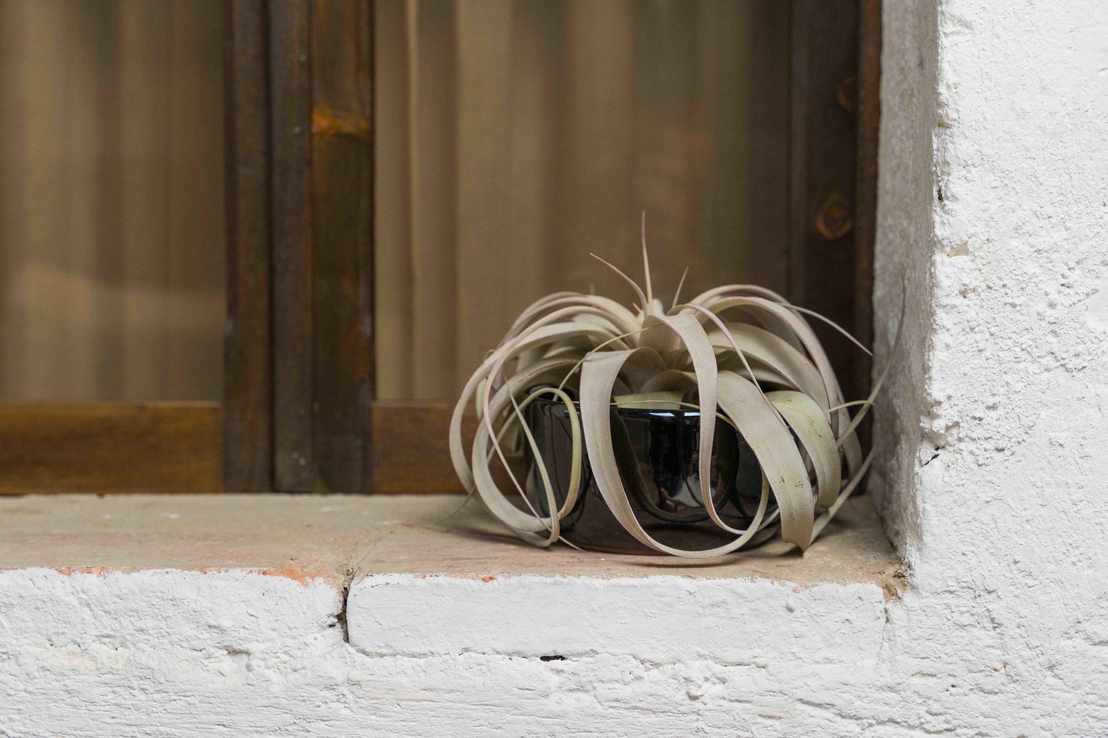 Elevate Your Space with Air Plants